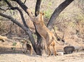 Female Adult Asiatic Lion - Lioness - Panthera Leo Leo - Climbing a Tree and its Cub Playing around - in Forest, Gir, India, Asia Royalty Free Stock Photo