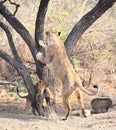 Female Adult Asiatic Lion - Lioness - Panthera Leo Leo - Climbing a Tree and its Cub Playing around - in Forest, Gir, India, Asia Royalty Free Stock Photo