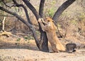 Female Adult Asiatic Lion - Lioness - Panthera Leo Leo - Climbing a Tree in Forest, Gir, India, Asia Royalty Free Stock Photo