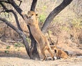 Female Adult Asiatic Lion - Lioness - Panthera Leo Leo - Climbing a Tree and its Cub Playing around - in Forest, Gir, India, Asia Royalty Free Stock Photo