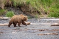 Female adult brown bear walking beach Royalty Free Stock Photo