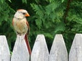 Female Adult Cardinal on a wooden picket fence with greenery in the background