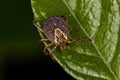 Female Adult Cayenne Tick