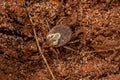 Female Adult Cayenne Tick