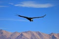 Female adult condor flying over mountains