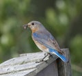 female adult eastern blue bird - Sialia sialis - perched on wooden fence with large female Hogna carolinensis, commonly known as Royalty Free Stock Photo
