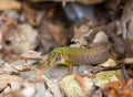 Female adult Eastern Green Lizard