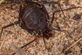 Female Adult Gonyleptid Harvestmen