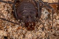 Female Adult Gonyleptid Harvestmen