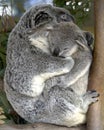 Female adult koala bear holding baby , australia