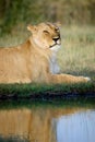 Female adult lion are reflected in the water in the savannah