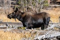 Female Adult Moose in Sprague Lake Royalty Free Stock Photo