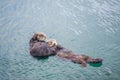 Female adult sea otter with baby