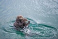 Female adult sea otter with baby Royalty Free Stock Photo