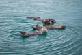 Female adult sea otter with baby Royalty Free Stock Photo