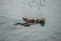 Female adult sea otter with baby