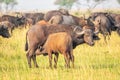 A female african buffalo or Cape buffalo Syncerus caffer nursing, Murchison Falls National Park, Uganda. Royalty Free Stock Photo