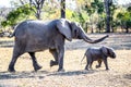 Female African bush elephant with baby in Kruger National Park, South Africa Royalty Free Stock Photo