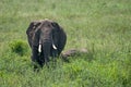 Female African elephant with a cub Royalty Free Stock Photo