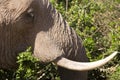 Female African Elephant Eating Royalty Free Stock Photo