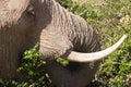 Female African Elephant Eating Royalty Free Stock Photo