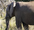 Female African elephant eating grass in the African savanna of the Kruger National Park in South Africa Royalty Free Stock Photo