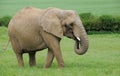 Female African Elephant grazing on lush green grass