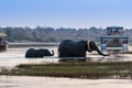 Female African Elephant and its cub crossing the Chobe River in the Chobe National Park with tourist boats on the background Royalty Free Stock Photo