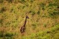 a female african giraffe with a red-billed buffalo starling