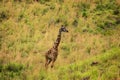 a female african giraffe with a red-billed buffalo starling