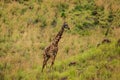 a female african giraffe with a red-billed buffalo starling