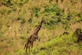 a female african giraffe with a red-billed buffalo starling