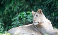 Female African Lion or lioness Panthera leo resting on top of a grass Royalty Free Stock Photo