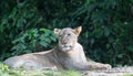 Female African Lion or lioness Panthera leo resting on top of a grass Royalty Free Stock Photo