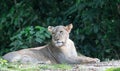 Female African Lion or lioness Panthera leo resting on top of a grass Royalty Free Stock Photo