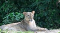 Female African Lion or lioness Panthera leo resting on top of a grass Royalty Free Stock Photo