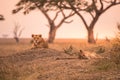 Female African Lion (Panthera leo) on top of a hill in Tanzania's Savannah at sunset - Serengeti National Park, Safari in Tanzani Royalty Free Stock Photo