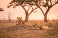 Female African Lion (Panthera leo) on top of a hill in Tanzania's Savannah at sunset - Serengeti National Park, Safari in Tanzani Royalty Free Stock Photo