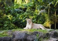 Female african lion sisters resting on top of a rock Royalty Free Stock Photo