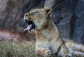 Female African Lion waking from an afternoon nap Royalty Free Stock Photo