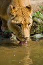 Female African lioness drinking water Royalty Free Stock Photo