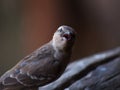 Female African masked weaver