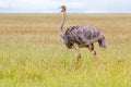 Female African Ostrich bird walking in open grassland at Serengeti National Park in Tanzania, Africa Royalty Free Stock Photo