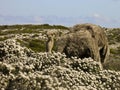 Female of african ostrich Royalty Free Stock Photo