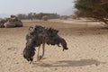 Female African ostrich dancing Royalty Free Stock Photo