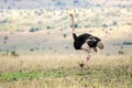 Female African ostrich looking out for her newborn babies. Royalty Free Stock Photo