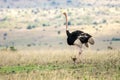 Female African ostrich looking out for her newborn babies.