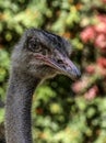 Ostrich Close Up Portrait Royalty Free Stock Photo