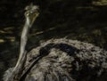 Ostrich Close Up Portrait Royalty Free Stock Photo