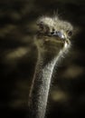 Ostrich Close Up Portrait Royalty Free Stock Photo